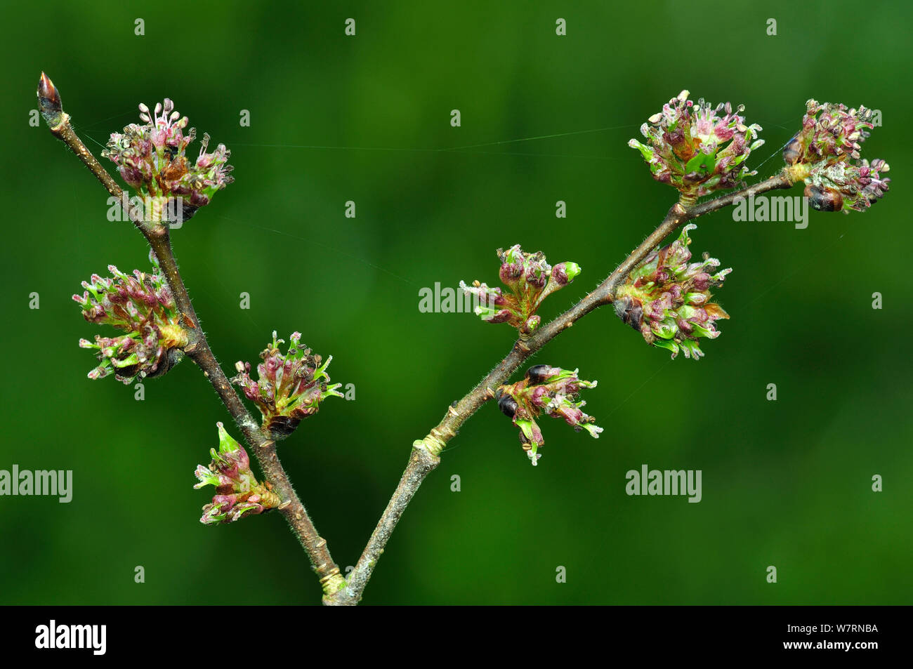 Wych olmo (Ulmus glabra) fiore foglia e bud. Dorset, Regno Unito Aprile Foto Stock