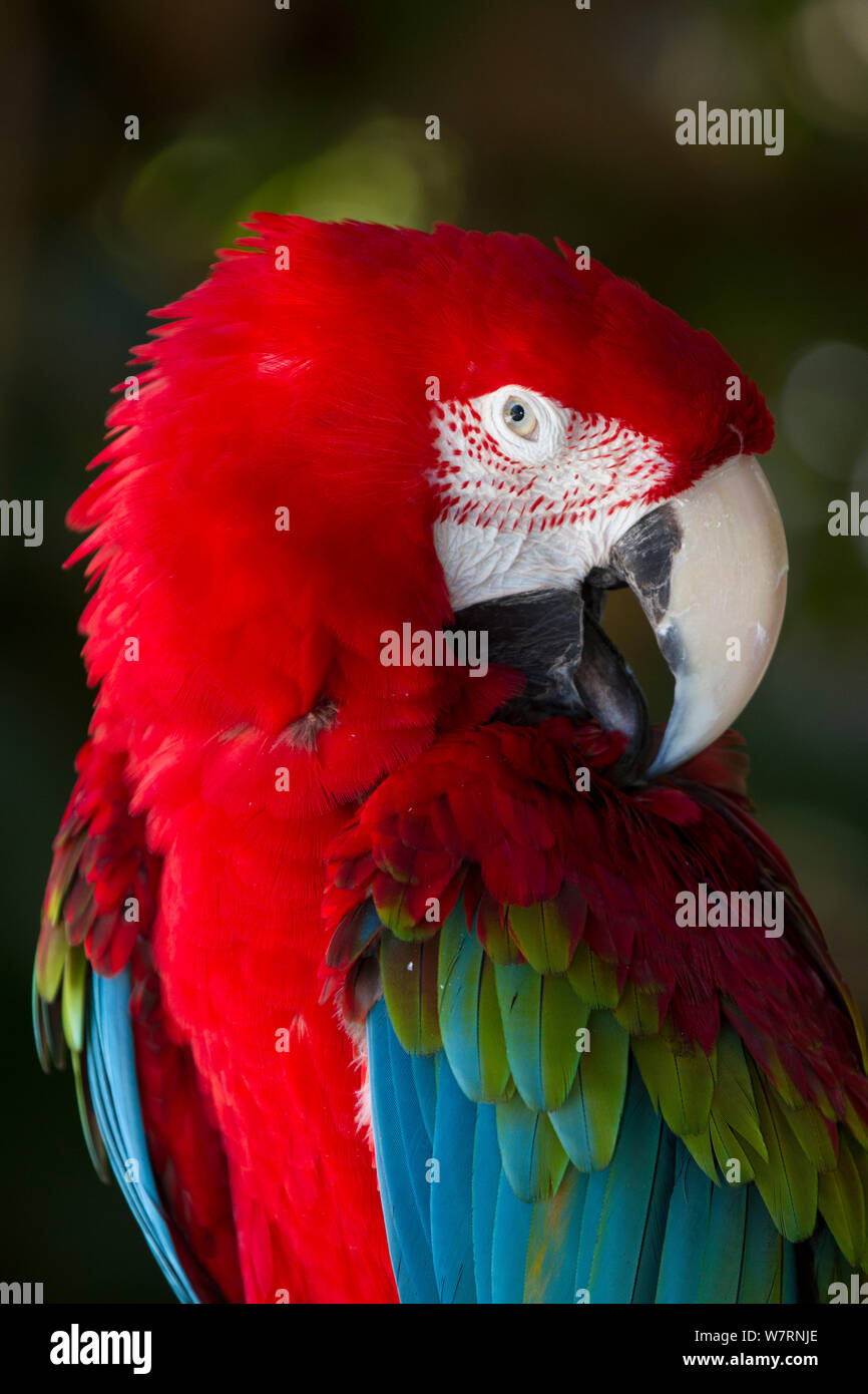 Green-Winged Macaw (Ara chloropterus) captive, preening, diffusa nelle foreste del nord e centro America del Sud Foto Stock