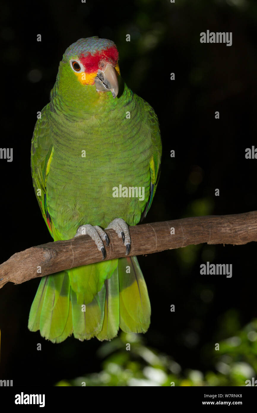 Red-Lored Amazon Parrot (Amazona autumnalis) captive dal Sud America e America centrale Foto Stock