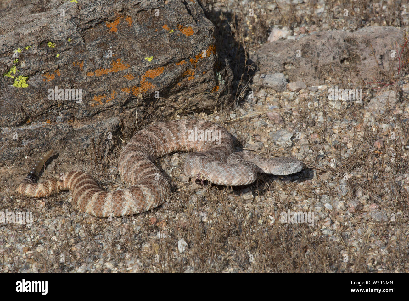 Chiazzato Rattlesnake (Crotalus mitchelli stephensi) Deserto Sonoran, Mesa, Arizona, Stati Uniti d'America Foto Stock