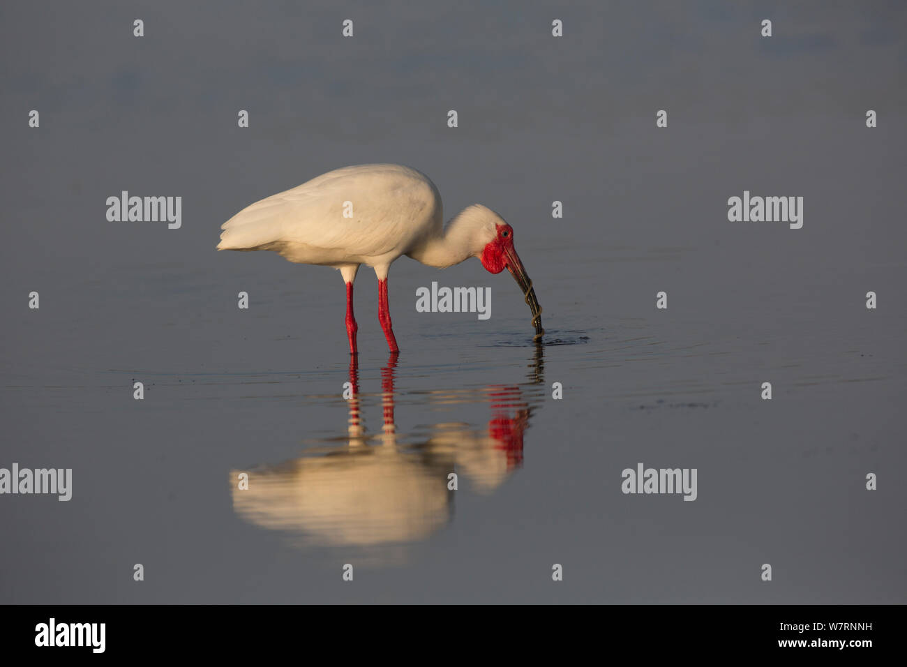Bianco (Ibis Eudocimus albus) in allevamento piumaggio, la cattura di un anguilla-come pesci in fondali bassi di Tampa Bay a bassa marea, San Pietroburgo, Florida, Stati Uniti d'America Foto Stock
