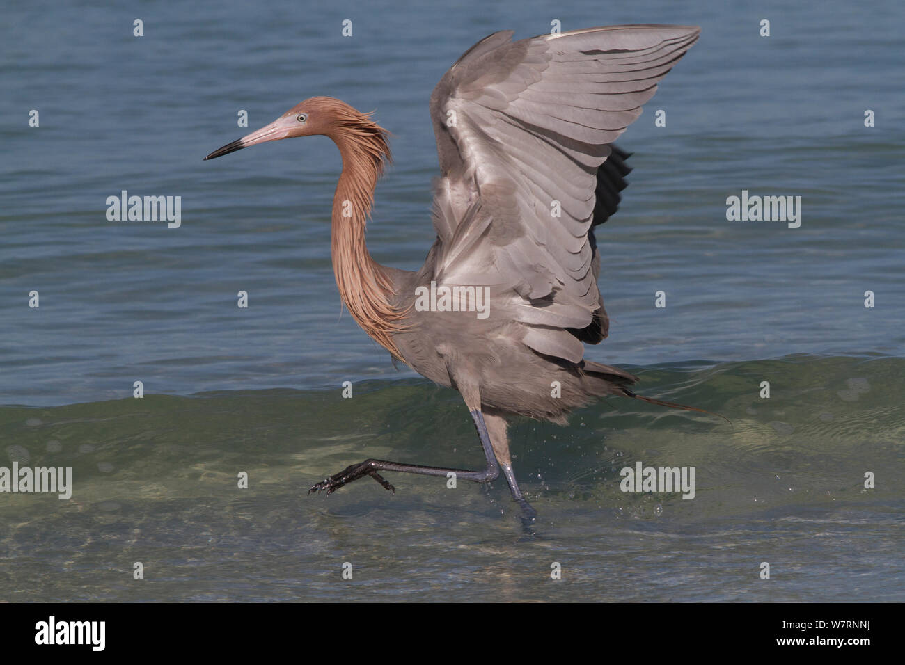 Reddish Garzetta (Egretta rufescens) a caccia di piccoli pesci marini al surf's edge, Tampa Bay, Pinellas County, Florida, Stati Uniti d'America Foto Stock