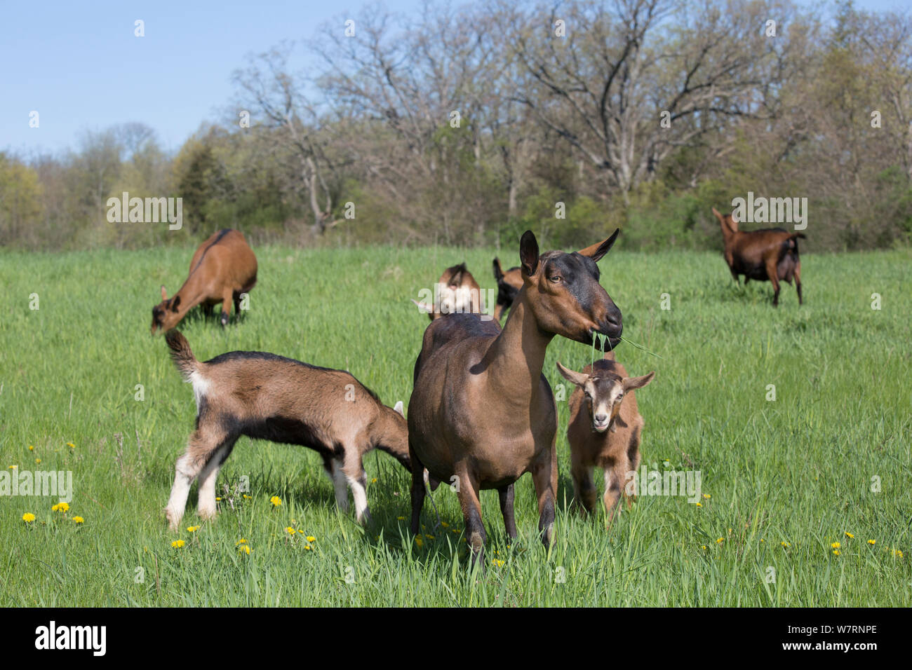 Oberhasli capre di caseificio, capra e mixed-breed kids nella primavera del pascolo, East Troy, Wisconsin, STATI UNITI D'AMERICA Foto Stock