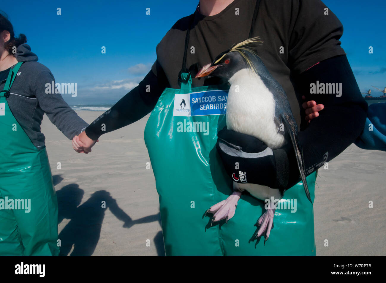 SANCCOB mani attraverso la sabbia evento per aumentare la consapevolezza per uccelli marini e la conservazione delle risorse marine, con azienda di volontariato "Rocky" il sud del pinguino saltaroccia (Eudyptes chrysocome) Table Bay, nei pressi di Città del Capo, Sud Africa. Giugno 2010 Foto Stock