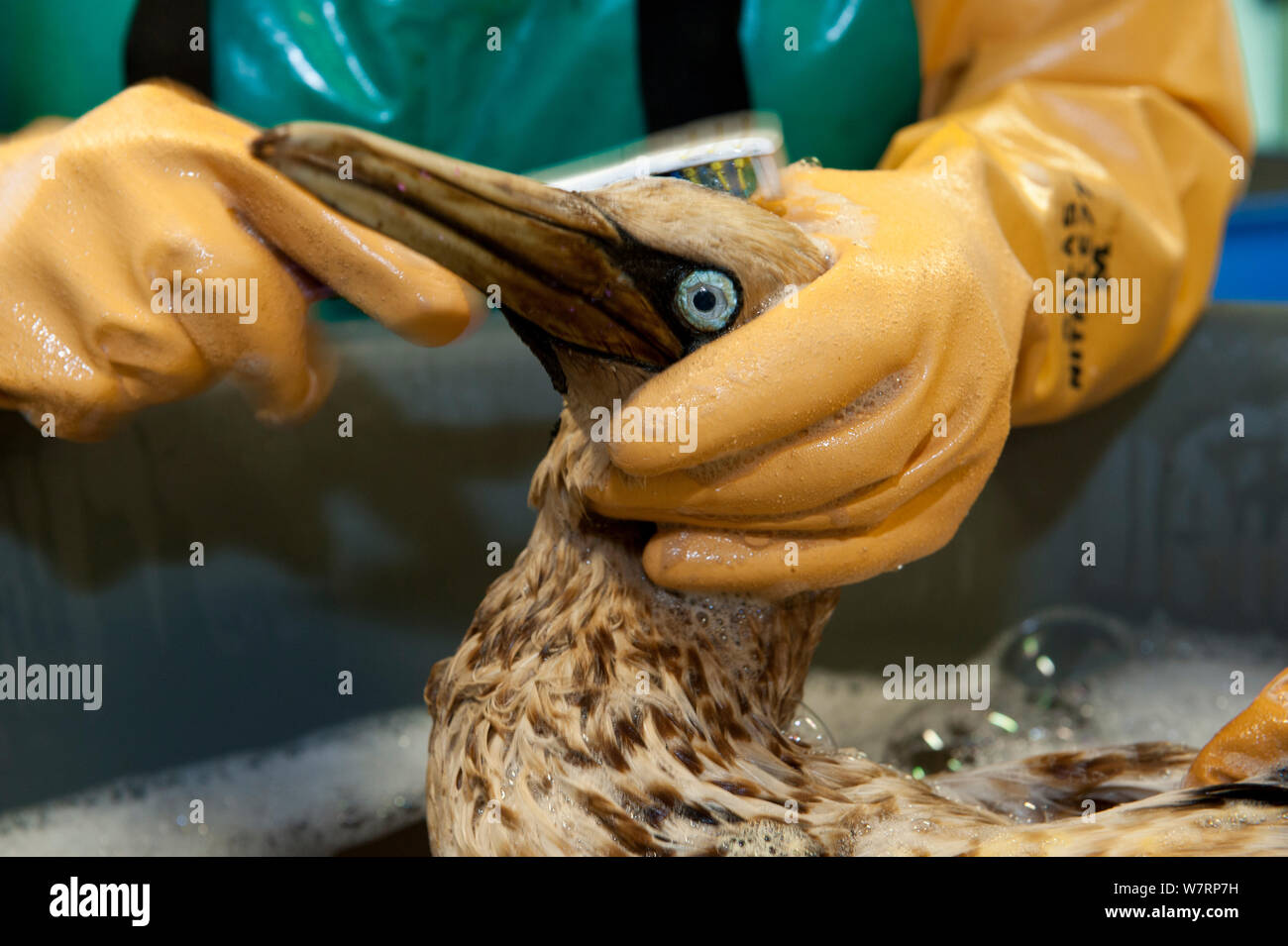Cape Gannet (Morus capensis) essendo lavato per rimuovere olio da piume, in riabilitazione presso la Southern African Fondazione per la conservazione degli uccelli costieri (SANCCOB). Cape Town, Sud Africa. Dicembre 2011. Foto Stock