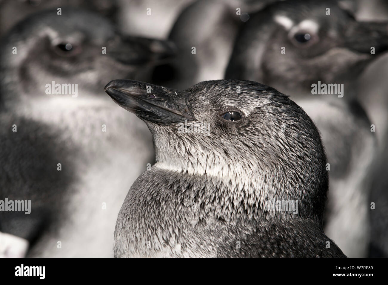Pinguino africano pulcini (Spheniscus demersus) in riabilitazione presso la Southern African Fondazione per la conservazione degli uccelli costieri (SANCCOB) Cape Town, Sud Africa. In questa fase di sviluppo i pinguini sono noti come blues (fase giovanile prima i pinguini a far crescere la loro piumaggio adulto) Foto Stock