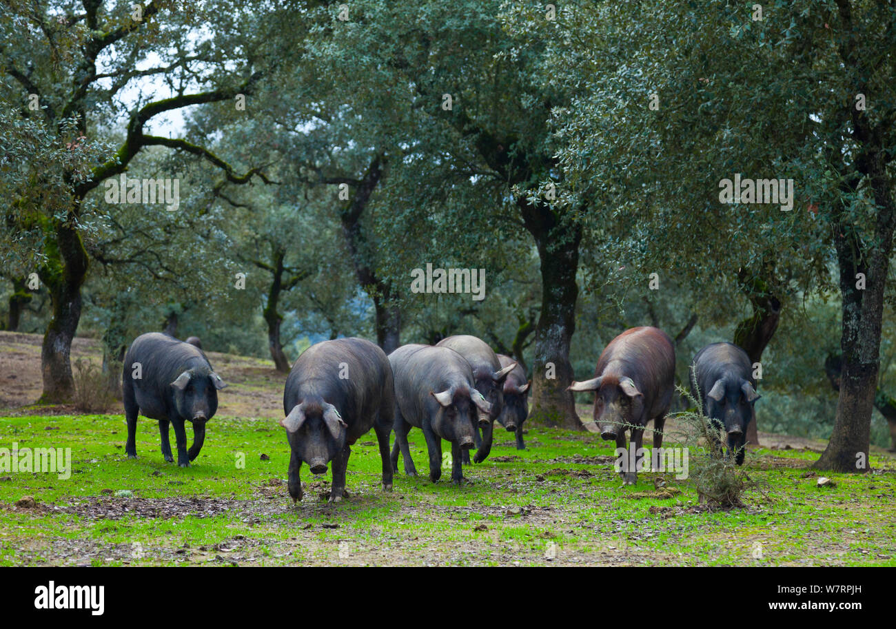 Iberica suini nero rovistando nel bosco di querce, Sierra de Aracena parco naturale, Huelva, Andalusia, l'Europa. Razza utilizzato per produrre il prosciutto iberico / Jamon Iberico Foto Stock