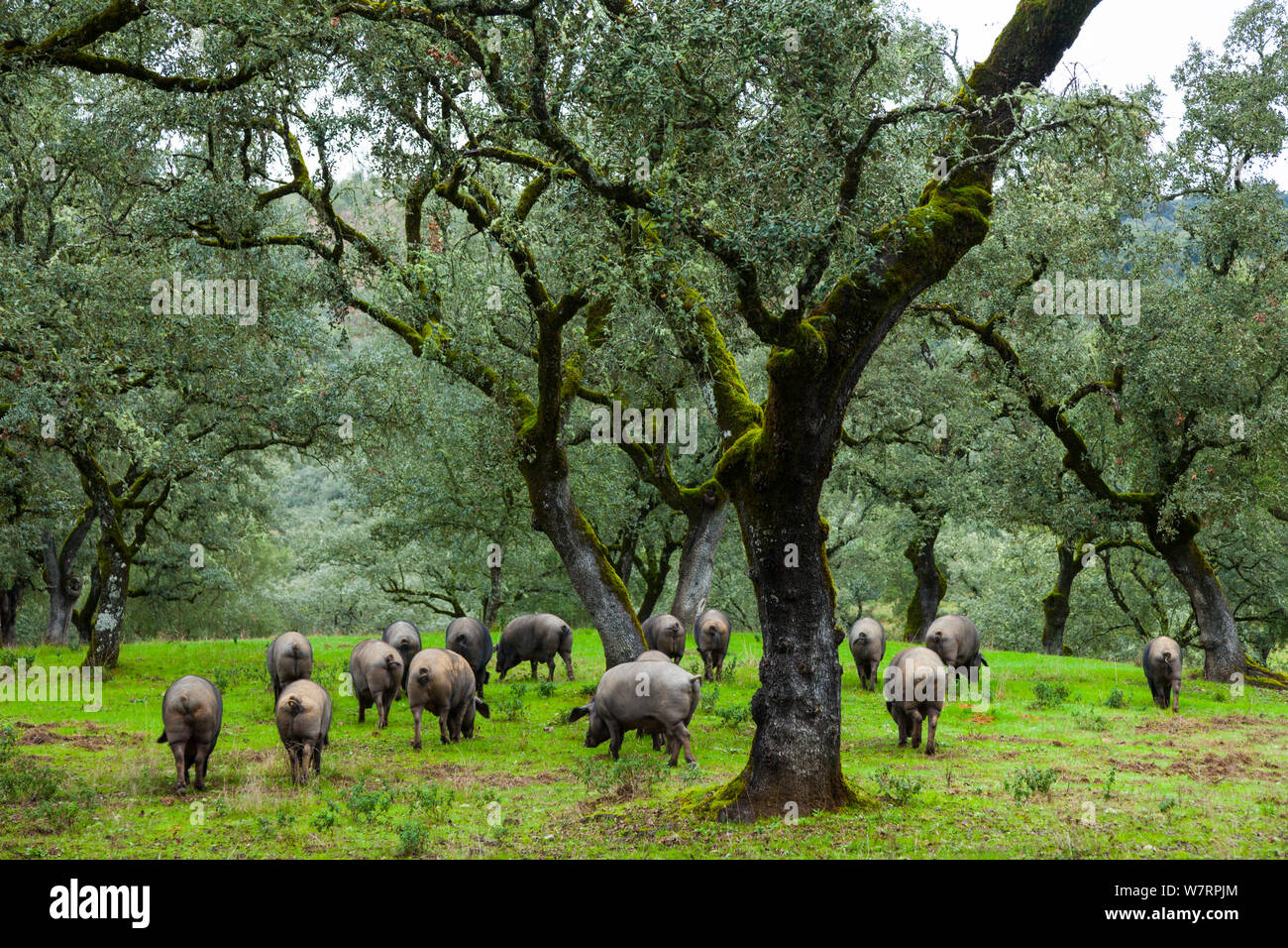 Iberica suini nero rovistando nel bosco di querce, Sierra de Aracena parco naturale, Huelva, Andalusia, l'Europa. Razza utilizzato per produrre il prosciutto iberico / Jamon Iberico Foto Stock
