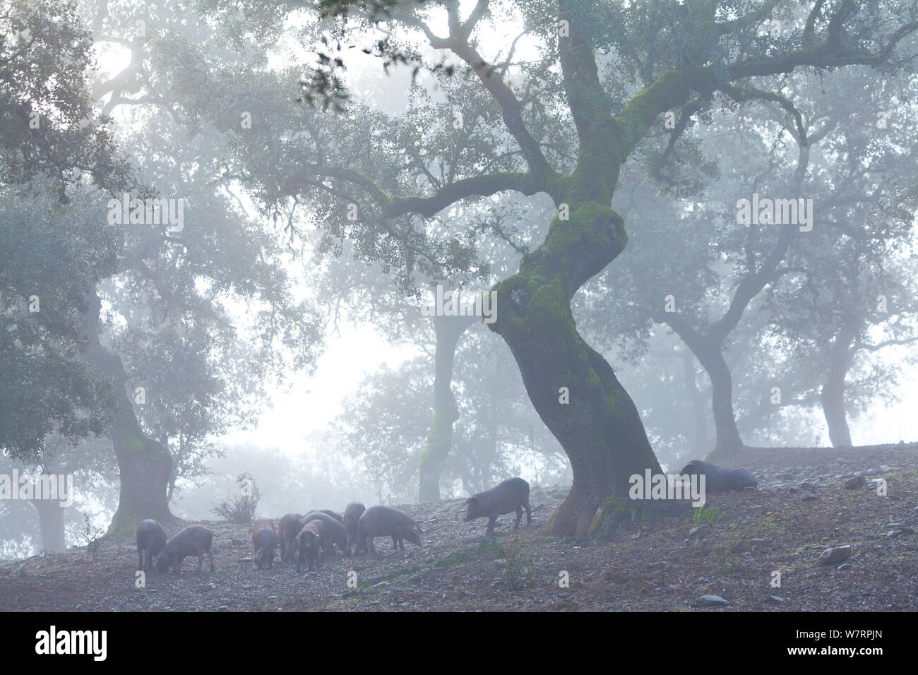 Iberica suini nero rovistando nel bosco di querce nella nebbia, Sierra de Aracena parco naturale, Huelva, Andalusia, l'Europa. Razza utilizzato per produrre il prosciutto iberico / Jamon Iberico Foto Stock
