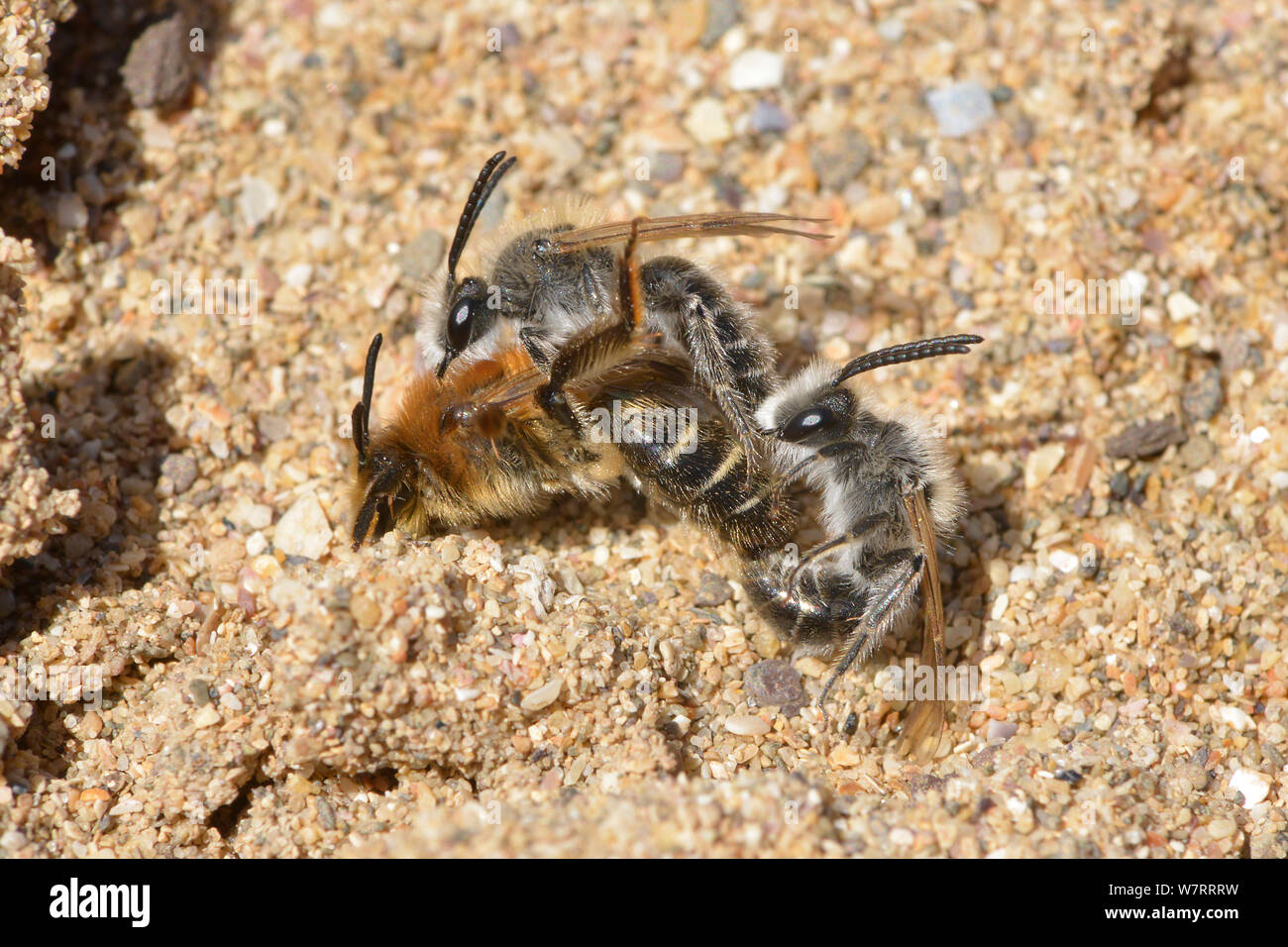 Due maschio stuccatore api (Colletes cunicularius) in concorrenza fra loro per accoppiarsi con una femmina, Cornwall, Inghilterra, maggio. Foto Stock
