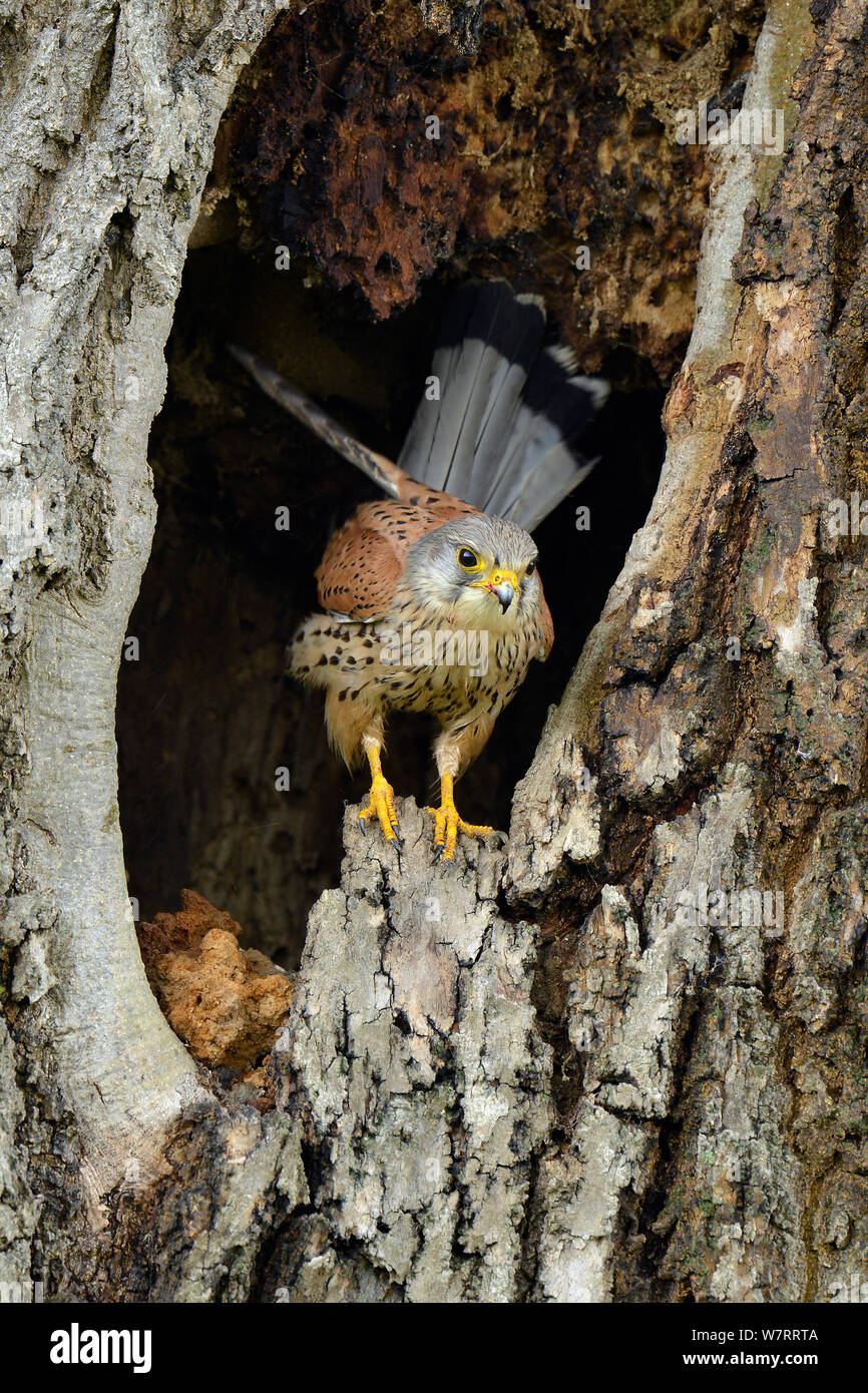 Maschio di gheppio (Falco tinnunculus) arroccato in ingresso a un nido foro in un vecchio albero, Hertfordshire, Inghilterra, Regno Unito, Giugno. Foto Stock