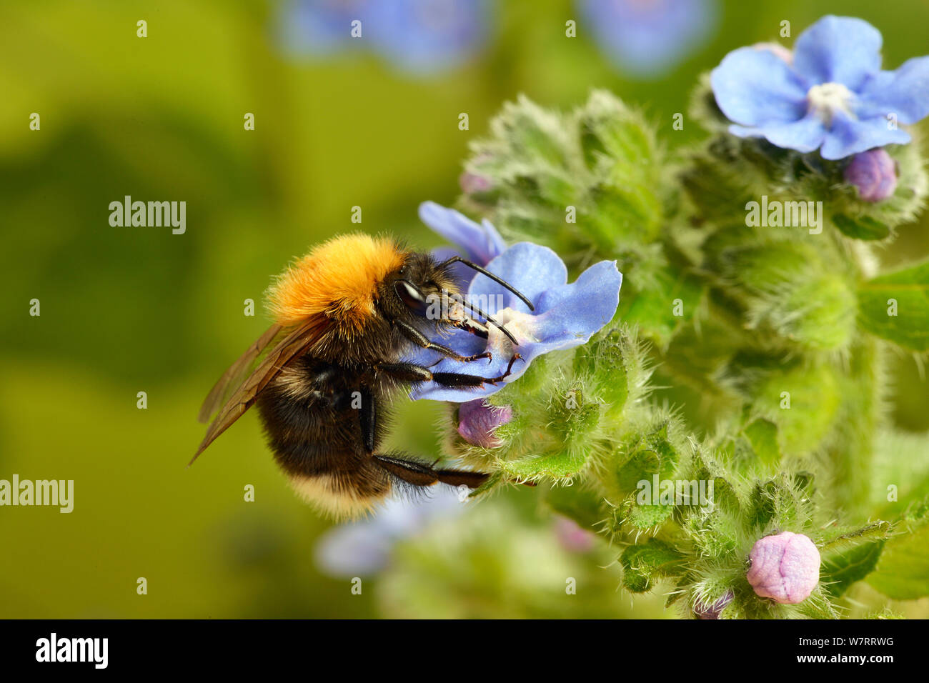 Tree bumblebee (Bombus hypnorum) alimentazione da un fiore, Hertfordshire, Inghilterra, Regno Unito, Giugno. Foto Stock