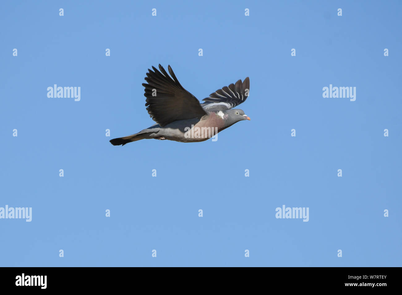 Close-up di comune colombaccio in volo Foto Stock