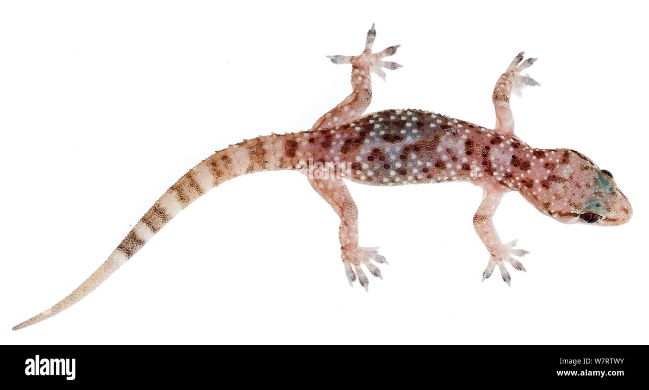 Mediterranean house gecko (Hemidactylus turcicus) Milatos, Lassithi, Creta, Grecia, Marzo, progetto meetyourneighbors.net Foto Stock