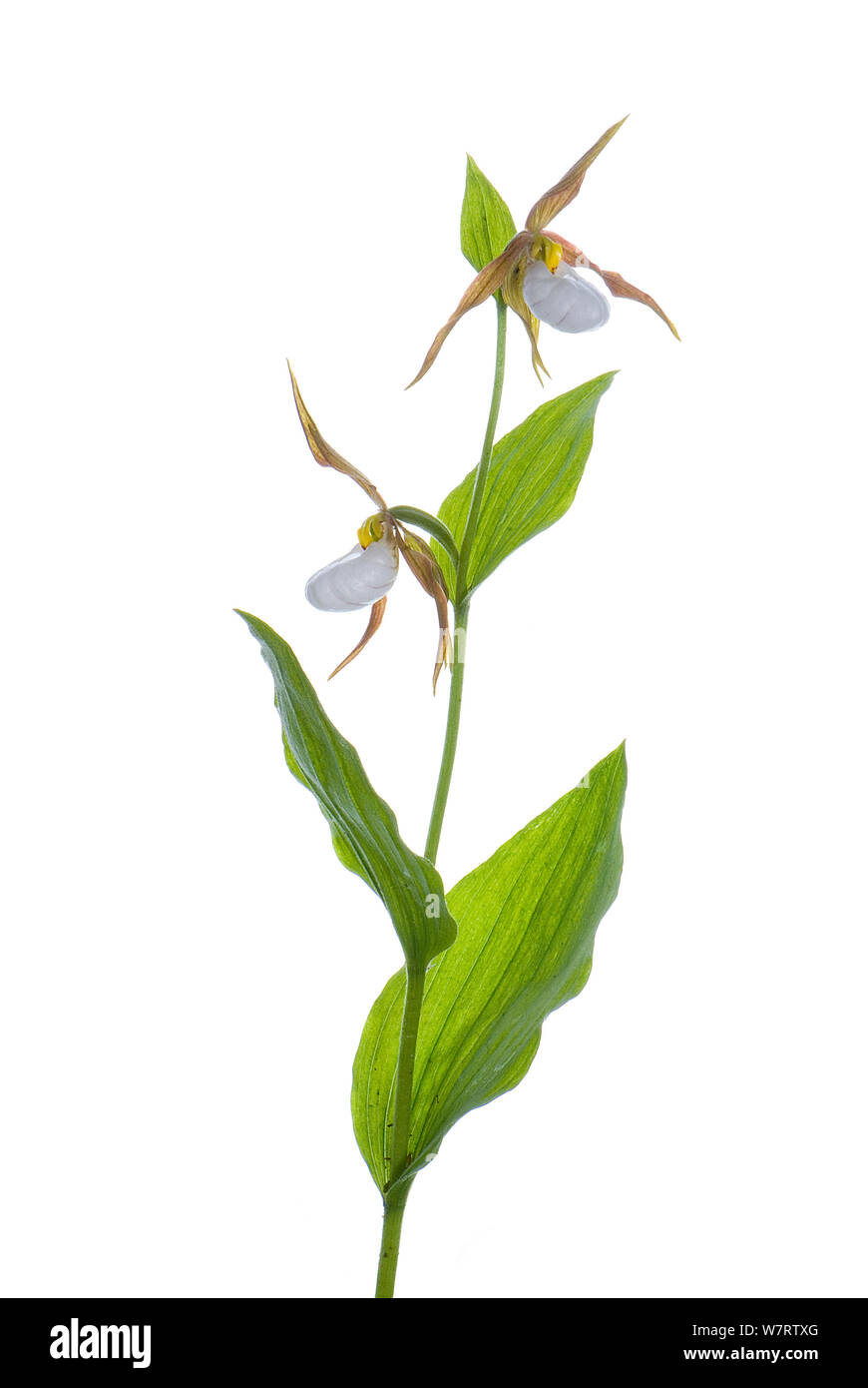 Mountain Lady pantofola (Cypripedium montanum) Wenatchee National Forest, Kittitas County, Washington, progetto meetyourneighbors.net Foto Stock