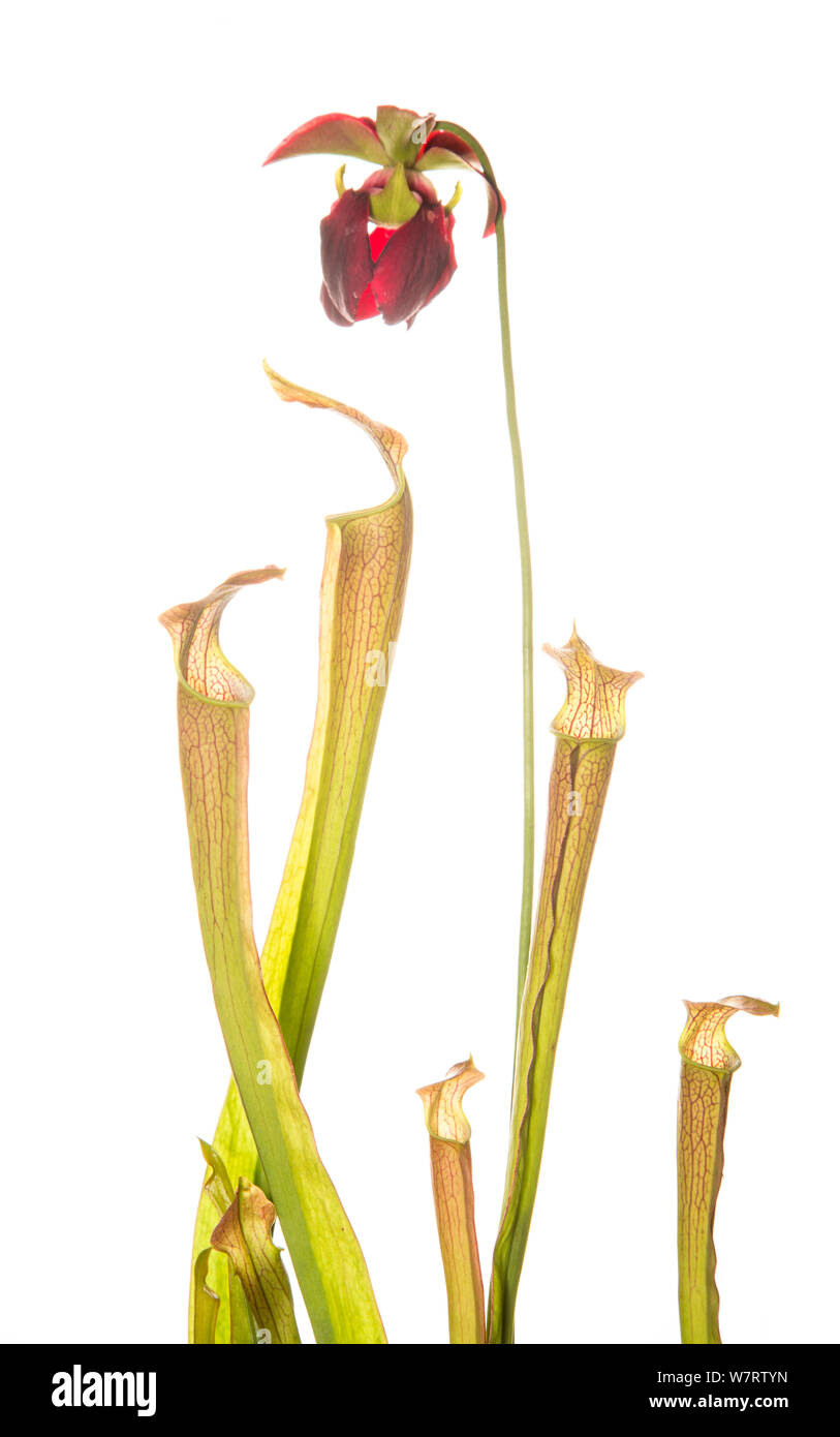 Dolce di montagna pianta brocca (Sarracenia rubra ssp. jonesii) Chandler Heritage preservare, South Carolina, USA, maggio. Specie in via di estinzione. Progetto Meetyourneighbors.net Foto Stock