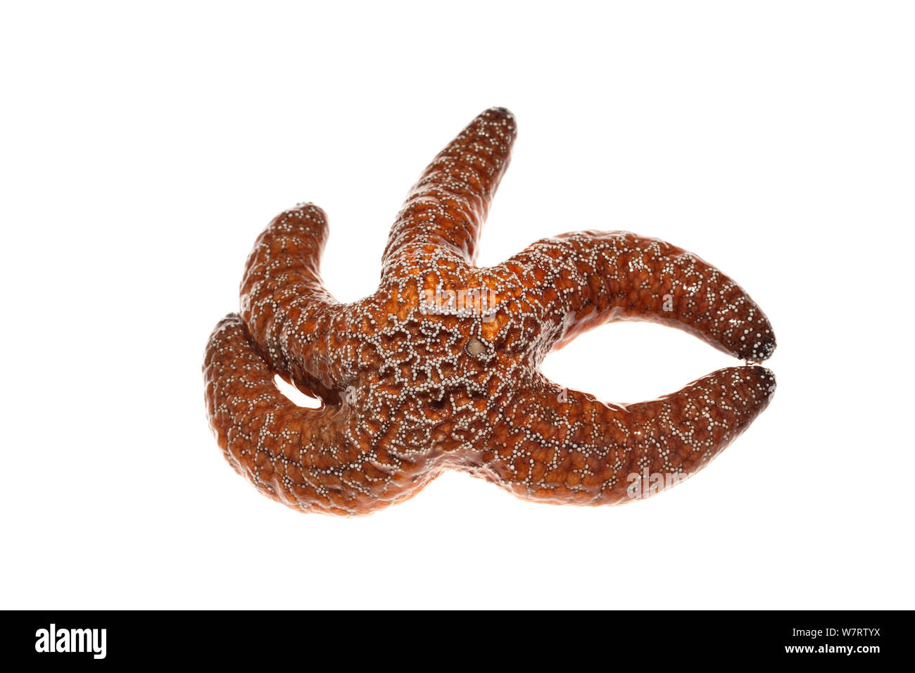 Ocra stella di mare (Pisaster ochraceus), Malibu, California, Stati Uniti, gennaio, progetto meetyourneighbors.net Foto Stock