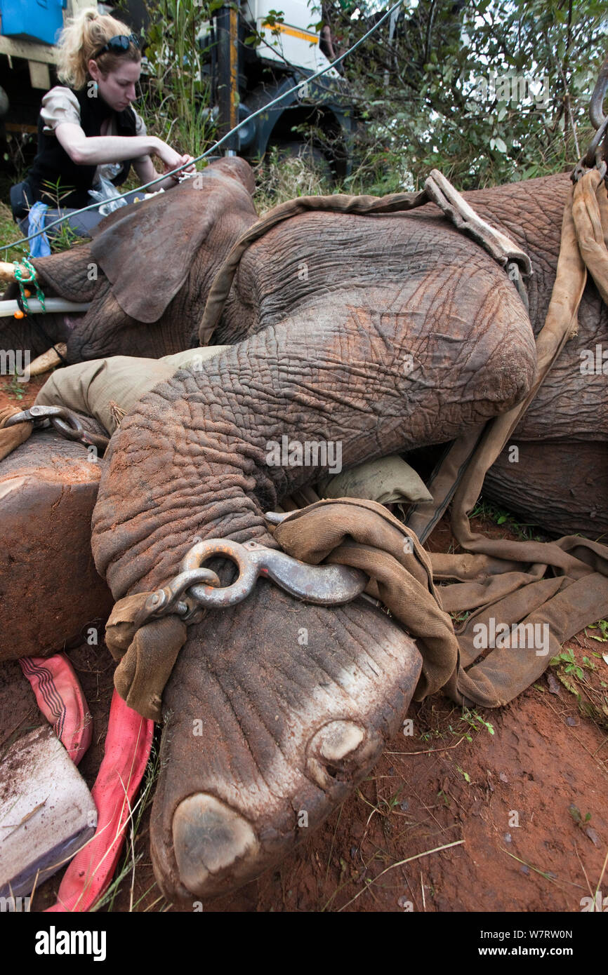 Vasectomia selvatiche di elefante africano (Loxodonta africana), con Dr sara Brenner della popolazione di elefanti programma gestione,vet Zoo di Denver e specialista di anestesia. Riserva Privata in Limpopo, Sud Africa. Aprile 2011 Foto Stock Vasectomia selvatiche di elefante africano (Loxodonta africana), con Dr sara Brenner della popolazione di elefanti programma gestione,vet Zoo di Denver e specialista di anestesia. Riserva Privata in Limpopo, Sud Africa. Aprile 2011 Foto Stock