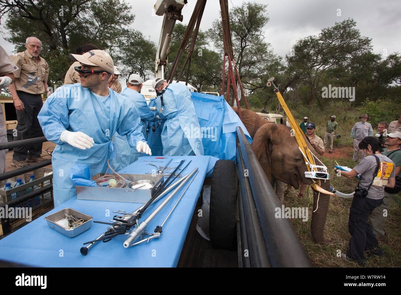 Team di popolazione di elefanti del programma di gestione dei chirurghi eseguono vasectomia su wild bull elefante africano (Loxodonta africana), grazie alla chirurgia senza lembo. Riserva Privata in Limpopo, Sud Africa. Aprile 2011 Foto Stock Team di popolazione di elefanti del programma di gestione dei chirurghi eseguono vasectomia su wild bull elefante africano (Loxodonta africana), grazie alla chirurgia senza lembo. Riserva Privata in Limpopo, Sud Africa. Aprile 2011 Foto Stock
