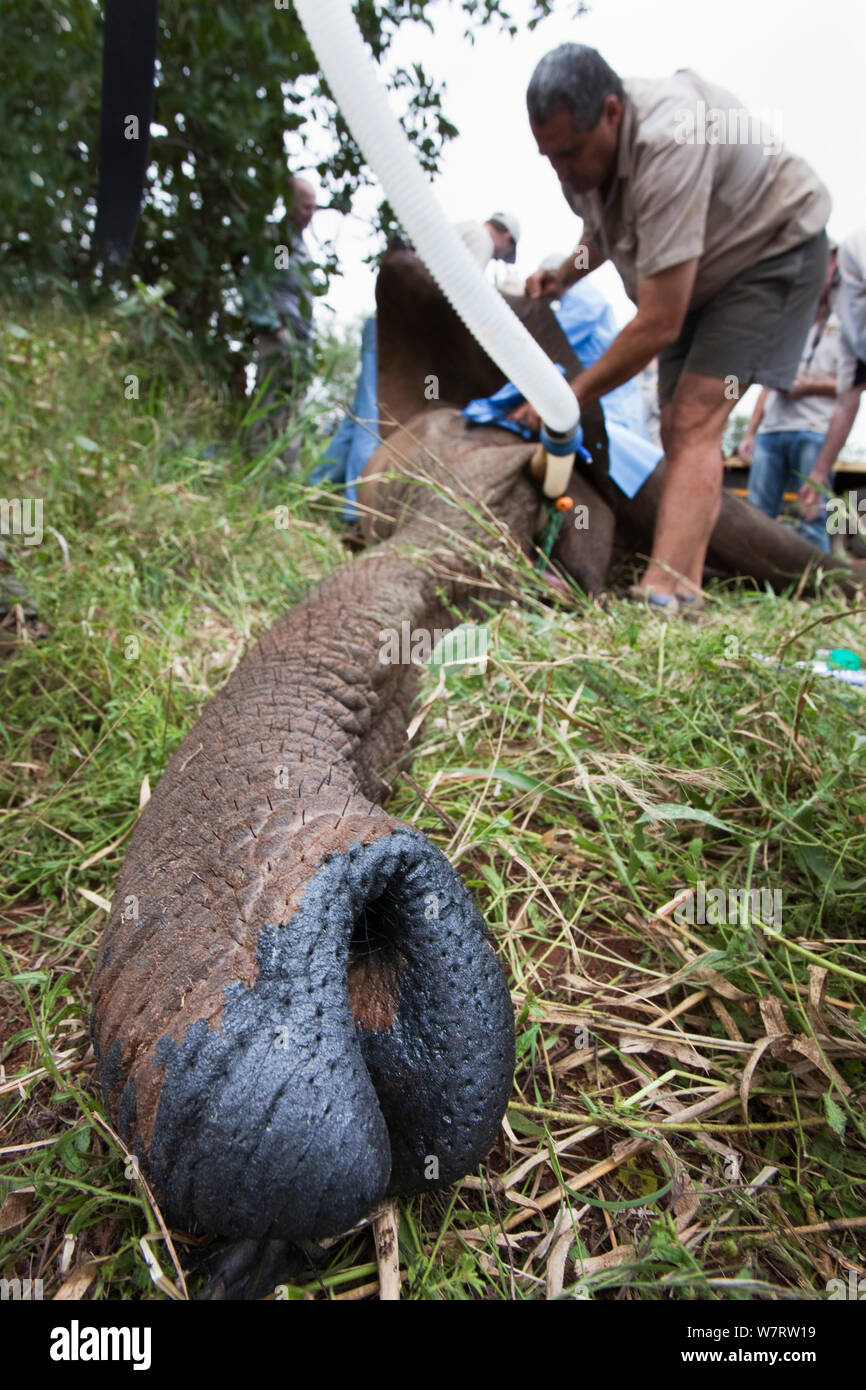 Carrello closeup selvatiche di elefante africano (Loxodonta africana), essendo preparato per una operazione di vasectomia utilizzando microchirurgia nella boccola. Riserva Privata in Limpopo, Sud Africa. Dr Douw Groebler in background è un sudafricano gioco cattura esperto che ha sfrecciato il Bull precedendo il funzionamento, Aprile 2011 Foto Stock Carrello closeup selvatiche di elefante africano (Loxodonta africana), essendo preparato per una operazione di vasectomia utilizzando microchirurgia nella boccola. Riserva Privata in Limpopo, Sud Africa. Dr Douw Groebler in background è un sudafricano gioco cattura esperto che ha sfrecciato il Bull precedendo il funzionamento, Aprile 2011 Foto Stock