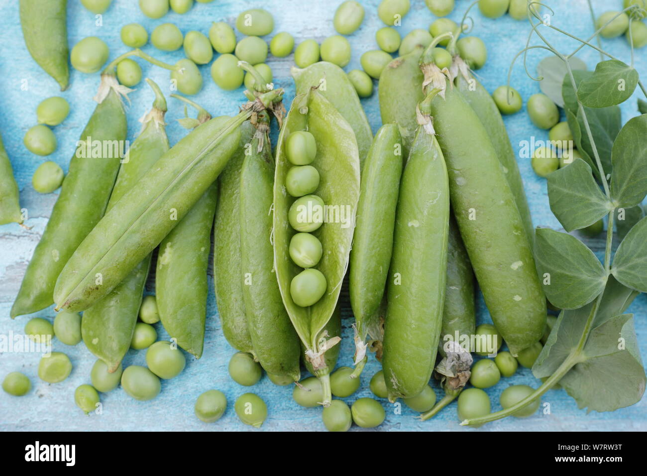 Pisum sativum 'Avanti'. Appena raccolto 'Avanti' piselli giganti in cialde pronto per sgranare in luglio. Regno Unito Foto Stock