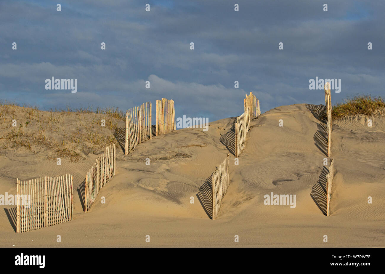 Recinzioni di sabbia lungo la spiaggia per aiutare contro erosione delle dune. Outer Banks, North Carolina, Aprile Foto Stock