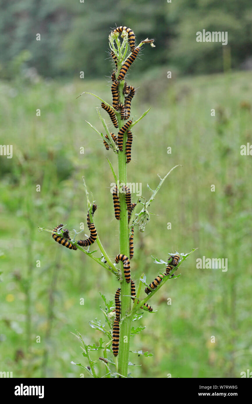 Il cinabro Tarma (Tyria jacobaeae) bruchi alimentazione su erba tossica (Senecio jacobaea). Surrey, Inghilterra Foto Stock