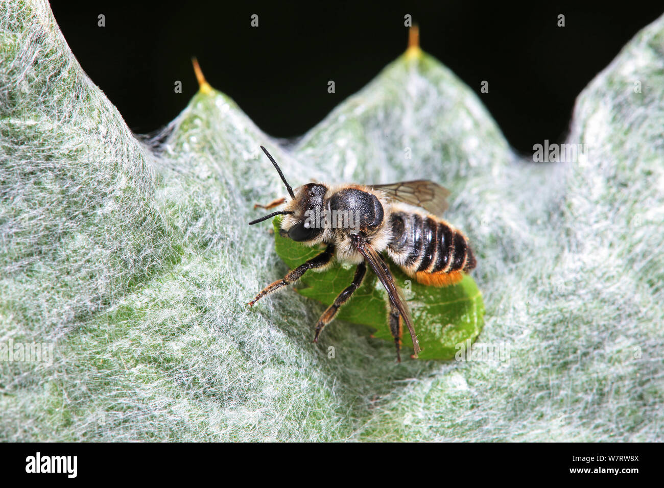 Foglia-taglio Bee (Megachile specie) in appoggio di fresco con foglie taglio sezione. Surrey, Inghilterra, Luglio Foto Stock