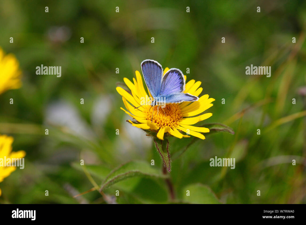 Idas blu (Plebejus idas) maschio sul fiore Aster, Croazia Foto Stock