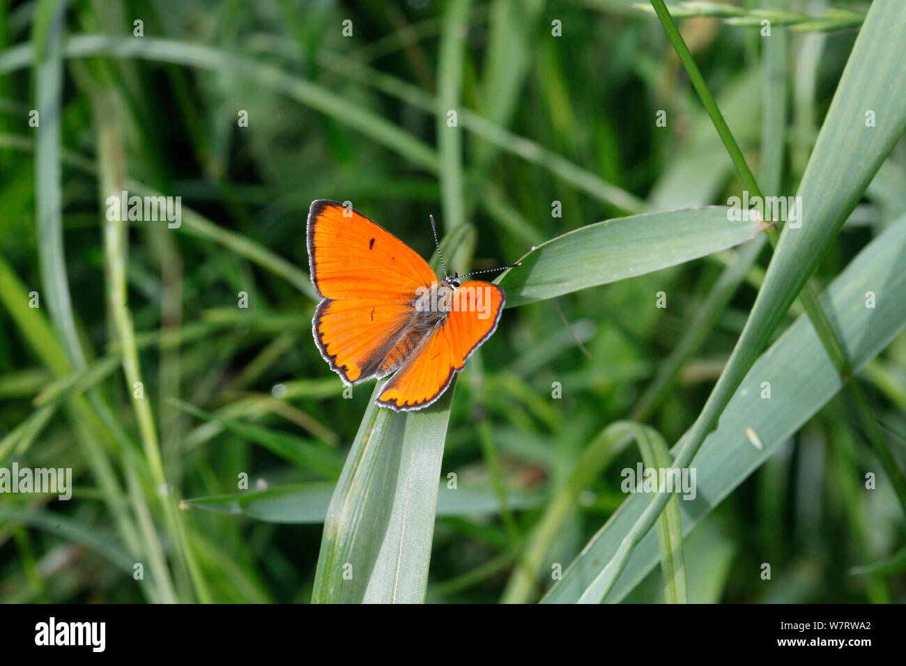 Rame di grandi dimensioni (Lycaena dispar) maschio su erba, Croazia Foto Stock