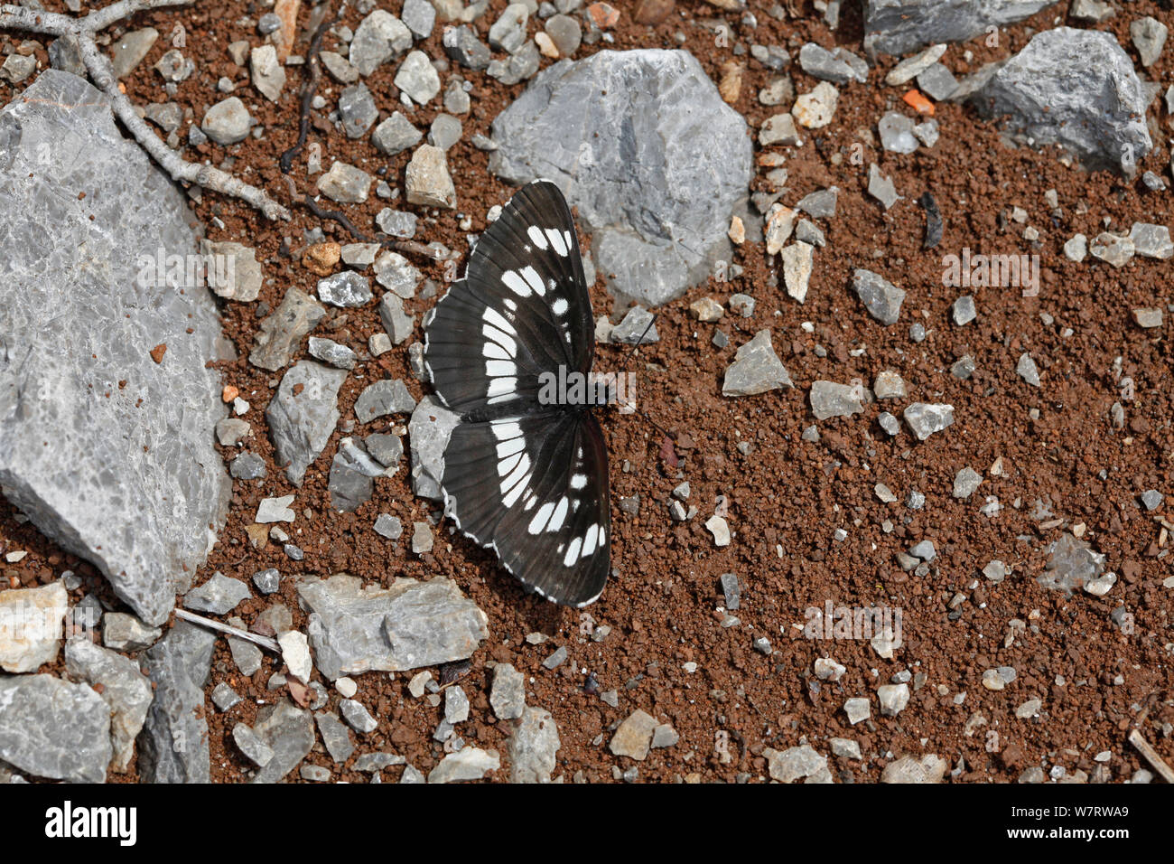 Bianco del sud Admiral butterfly (Limenitis reducta) copertura, Croazia, Giugno Foto Stock