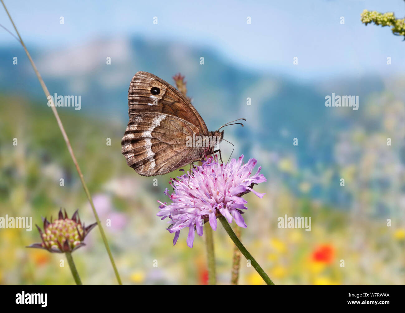 Grande Fuligginosa Satiro butterfly (Satyrus ferula) sul campo (Scabious Knautia arvense) Croazia Foto Stock