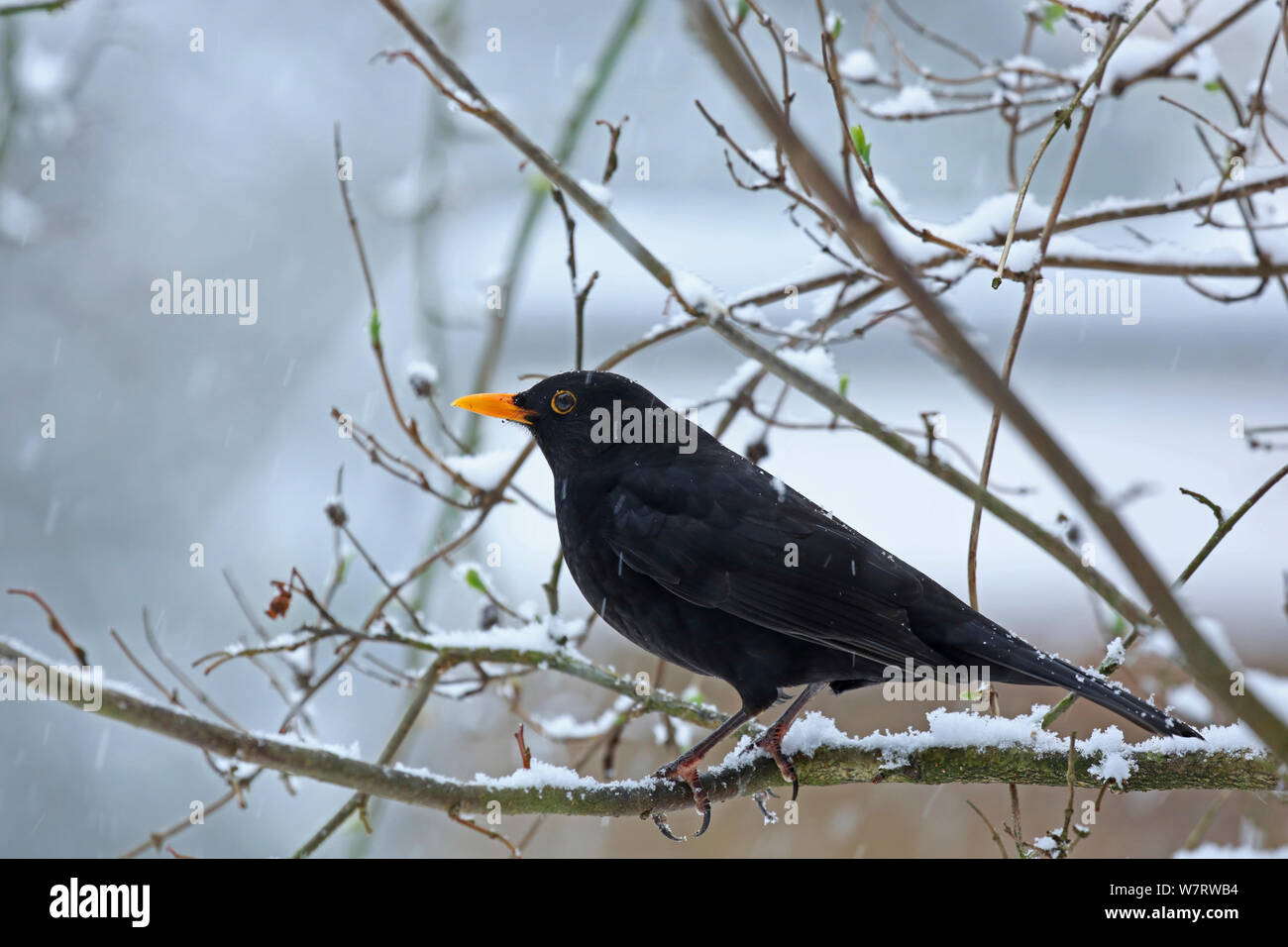 Merlo (Turdus merula) maschio nella neve. Surrey, Inghilterra, Gennaio 2013 Foto Stock