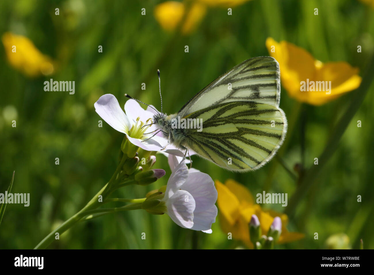 Verde-bianco venato Butterfly (Sarcococca napi) maschio alimentazione dal fiore del cuculo. Il Galles, Giugno Foto Stock