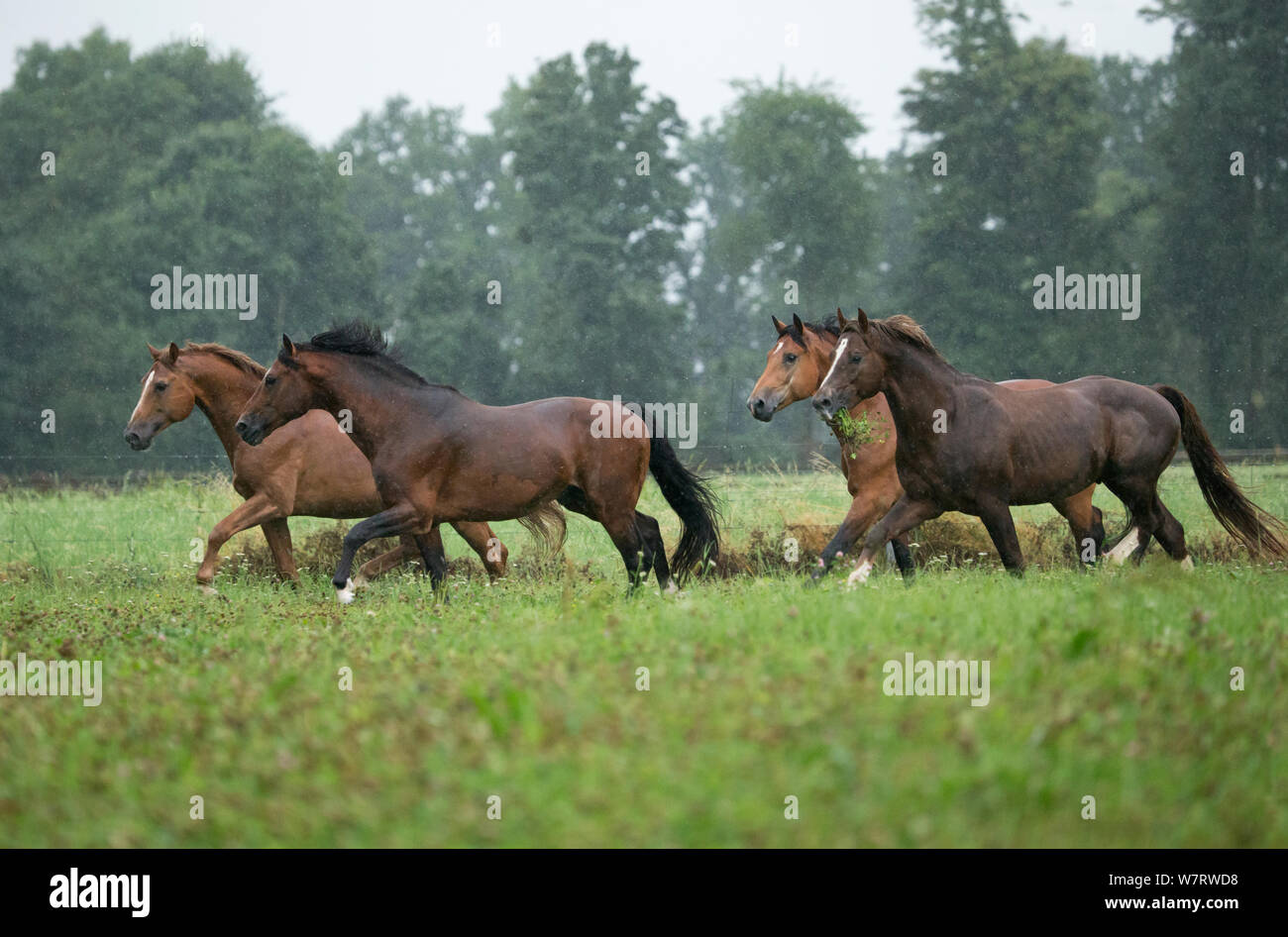 Quattro franche Montagnes / Freiberger (Equus caballus) stalloni trotto in heavy rain presso il National Stud di Avenches, Vaud, Svizzera, Luglio. Foto Stock