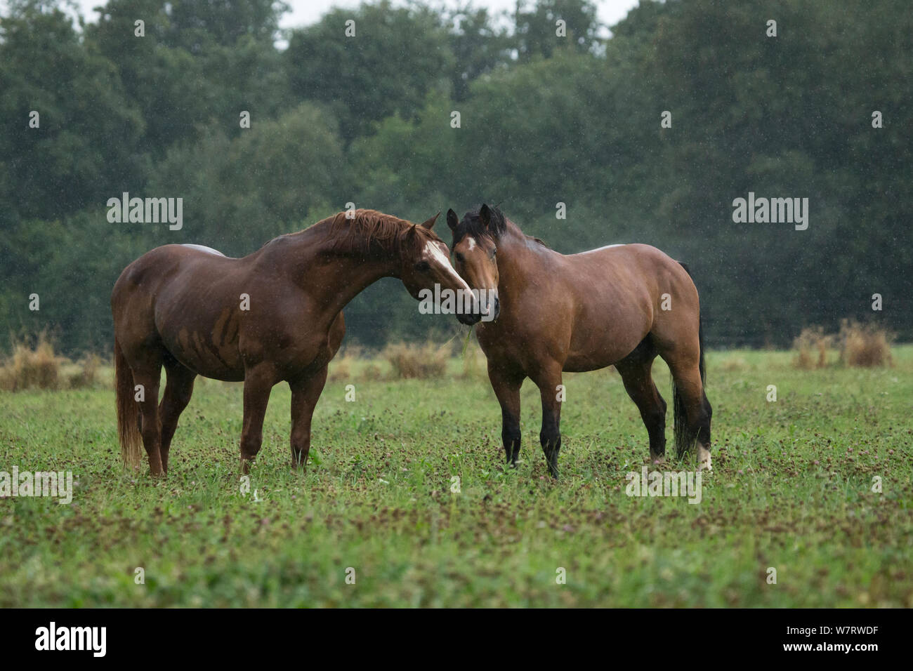 Due franche Montagnes / Freiberger (Equus caballus) stalloni saluto ogni altro in heavy rain presso il National Stud di Avenches, Vaud, Svizzera, Luglio. Foto Stock