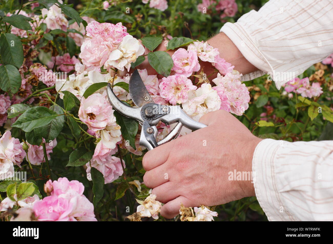 Rosa polyantha 'Nypels Nathalie'. Deadheading sbiadito rose con secateurs in estate. Regno Unito Foto Stock