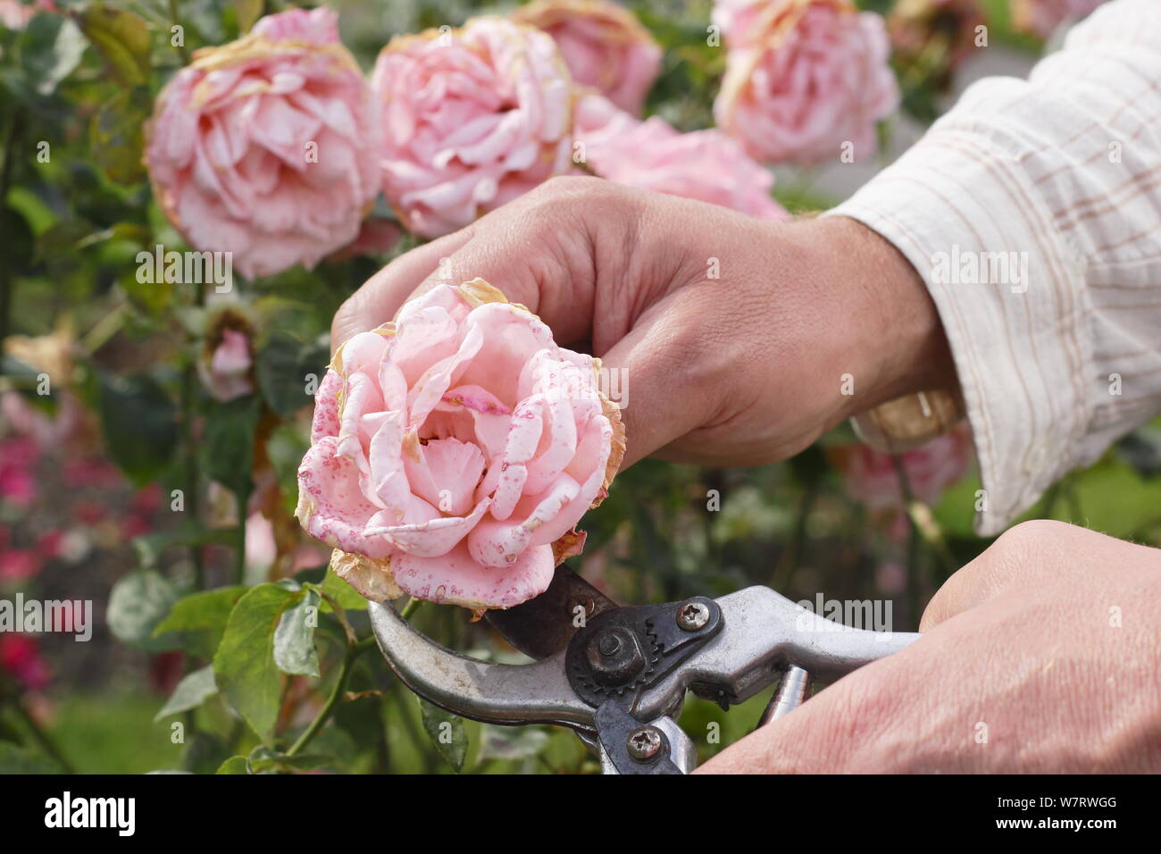 Rosa 'Silver Giubileo". Deadheading sbiadito rose con secateurs in estate. Regno Unito Foto Stock