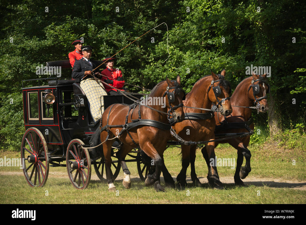 Il drivingr (in nero) e sposi (in rosso) dall'Haras du Pin, in Francia la più antica national stud, alla guida di tre Norman Cob, sfruttata per un omnibus, sulla Avenue Louis XIV, presso le pin-au-Haras, Orne, Bassa Normandia, Francia. Luglio 2013 Foto Stock