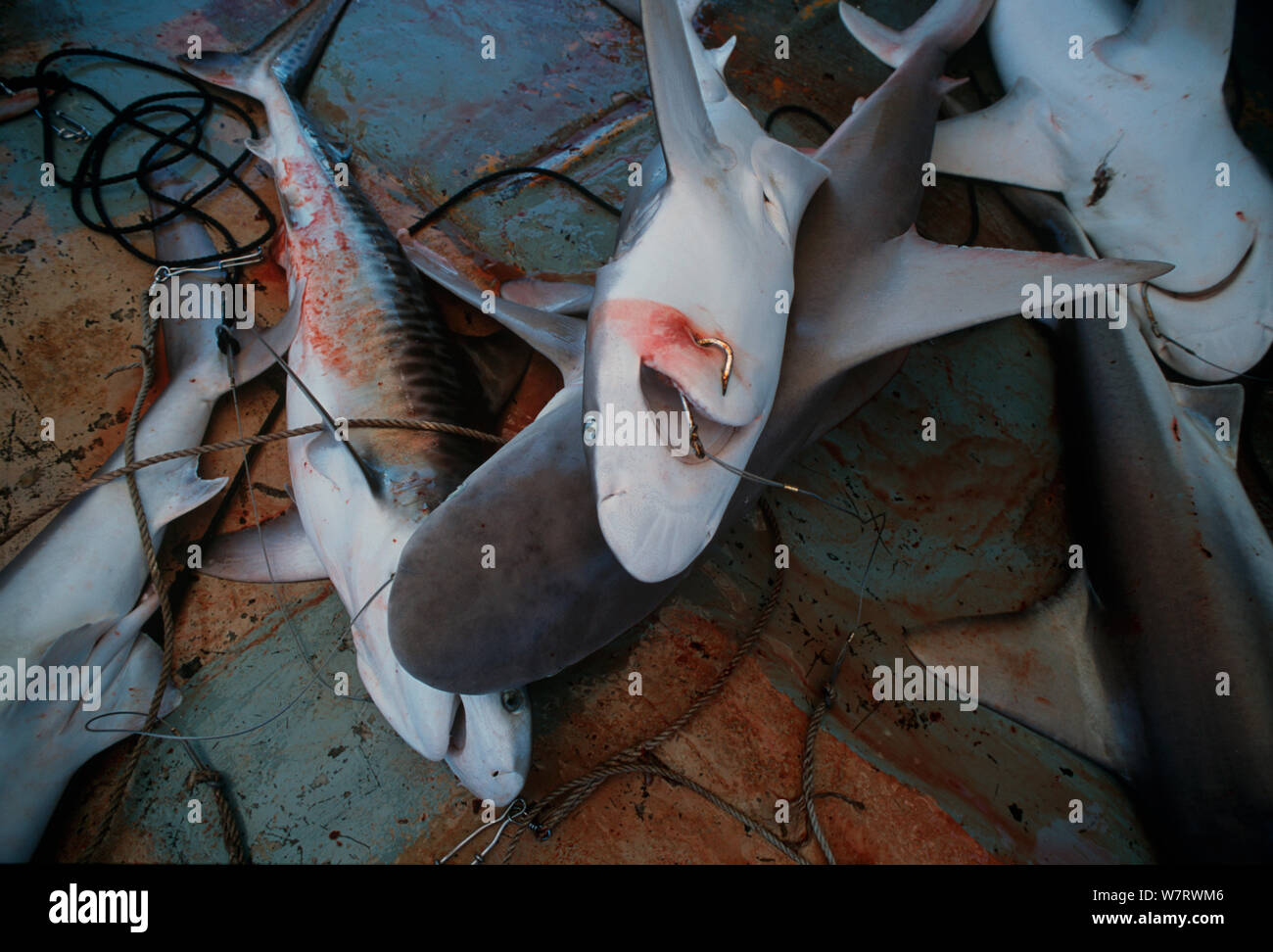 Tigre di sabbia (Carcharias taurus) e Sandbar (Carcharhinus plumbeus) squali, catturati per le pinne, Exmouth, Australia, Oceano Indiano Foto Stock