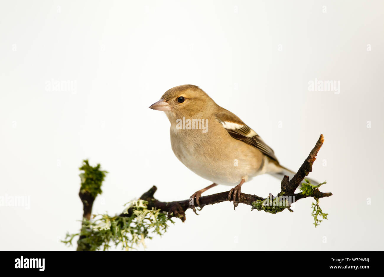 (Fringuello Fringilla coelebs) femmina appollaiata su ramoscello con sfondo innevato. Dumfries and Galloway, Scozia. Gennaio Foto Stock