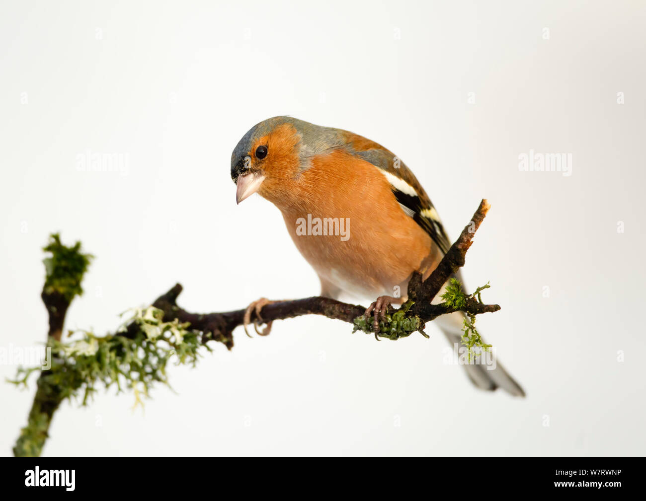 (Fringuello Fringilla coelebs) maschio arroccato su ramoscello con sfondo innevato, Dumfries and Galloway, Scozia. Gennaio Foto Stock