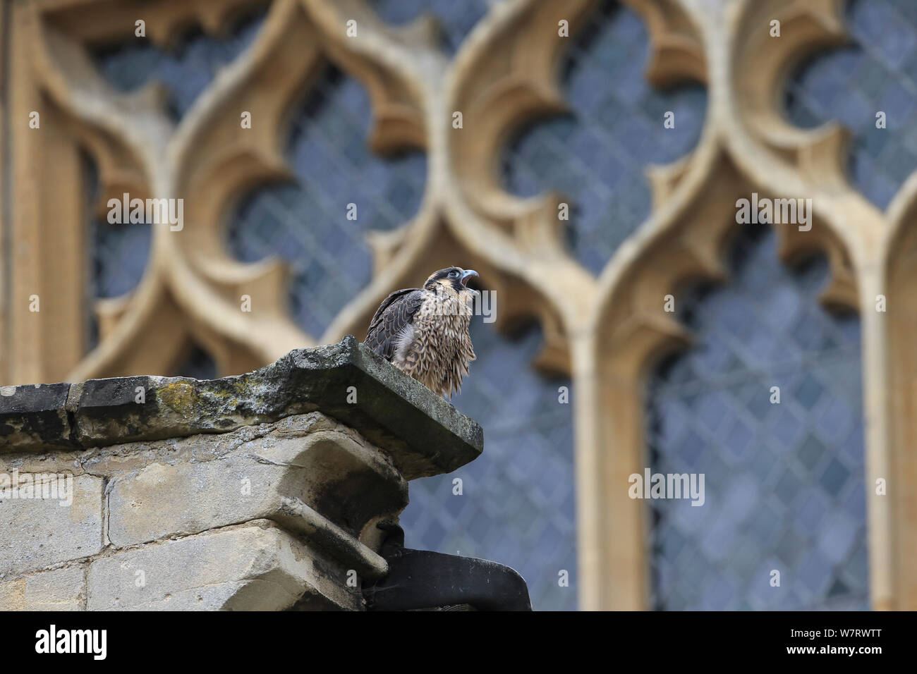 Falco pellegrino (Falco peregrinus peregrinus) chiamando, dalla finestra del Norwich Cathedral Giugno 2013 Foto Stock