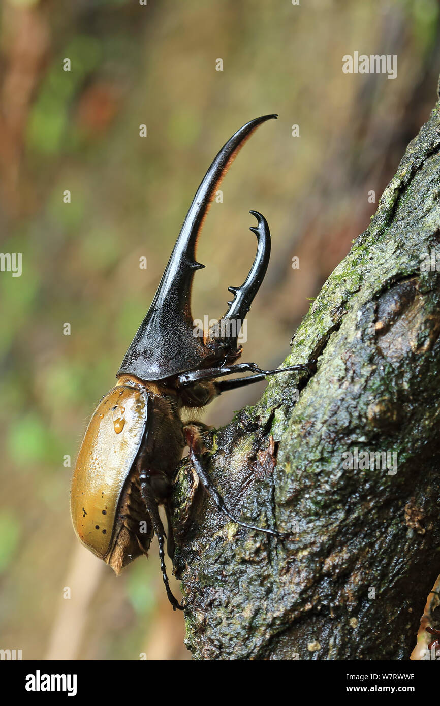 Hercules Beetle (Dynastes hercules) sul tronco di albero, Trinidad, Trinidad e Tobago, Aprile Foto Stock