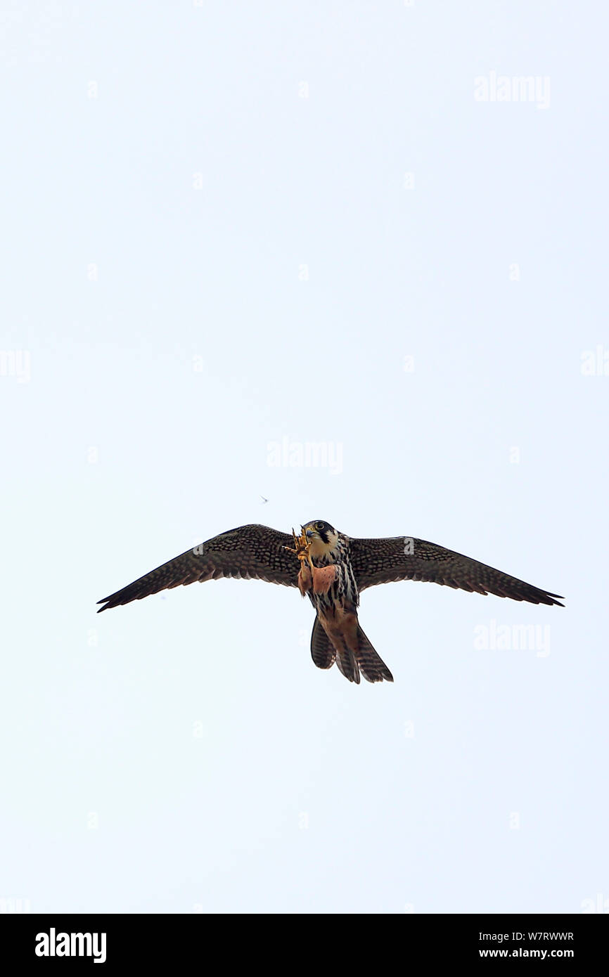 Hobby (Falco Subbuteo® Subbuteo®) in volo, Suffolk, Regno Unito, maggio Foto Stock