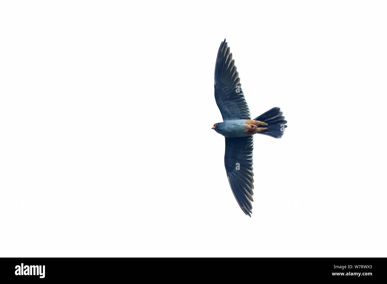 Rosso-footed Falcon (Falco vespertinus) in volo, Suffolk, Regno Unito, maggio Foto Stock