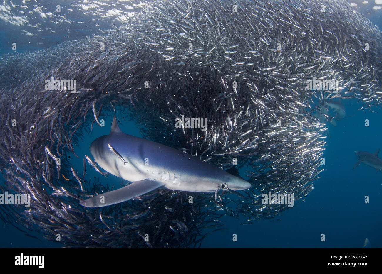 Verdesca (Prionace glauca) alimentazione su Acciuga (Engraulis encrasicolus) esca ball, Cape Point, Sud Africa. Foto Stock