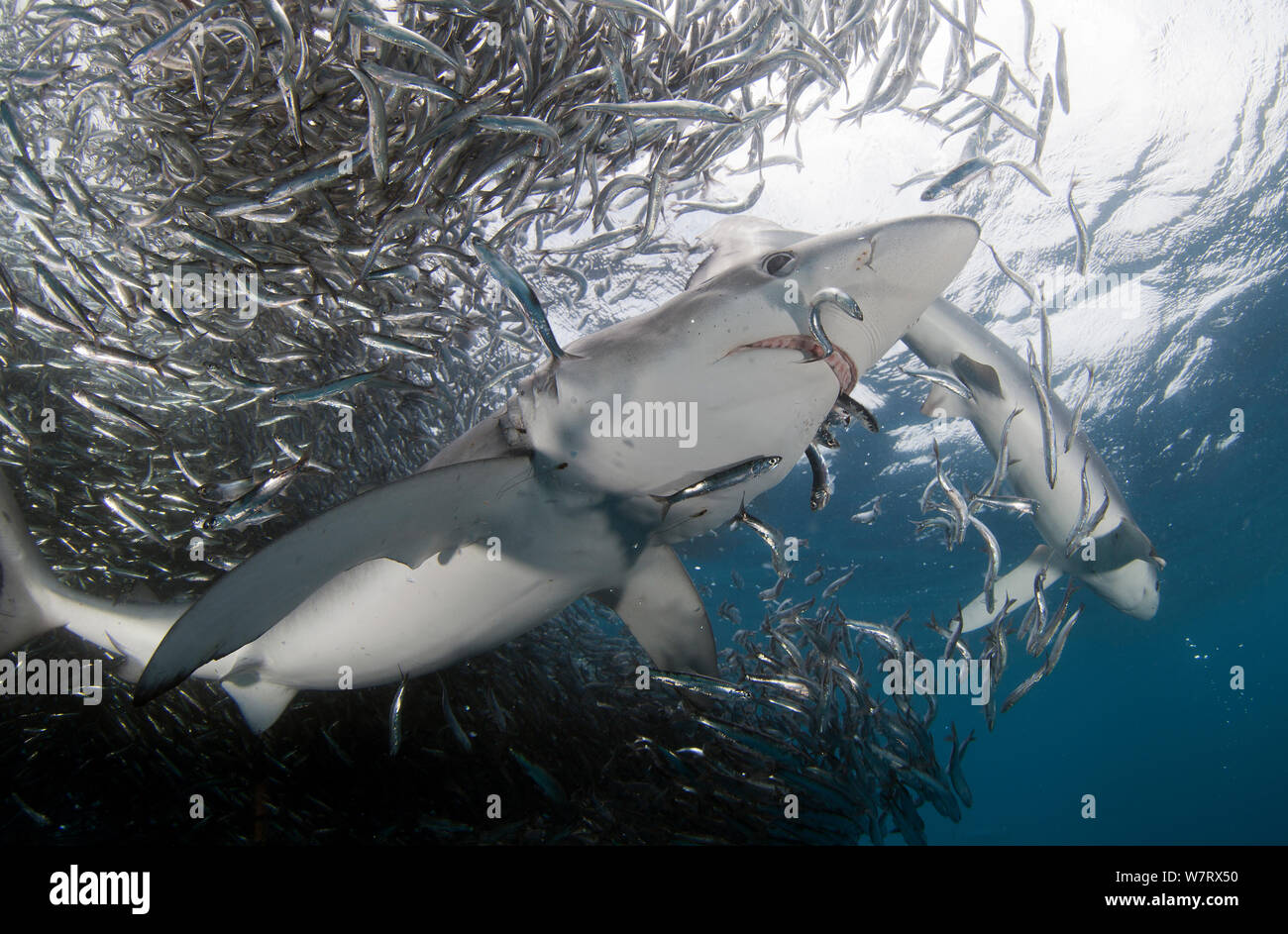 Verdesca (Prionace glauca) alimentazione su Acciuga (Engraulis encrasicolus) esca ball, Cape Point, Sud Africa. Foto Stock