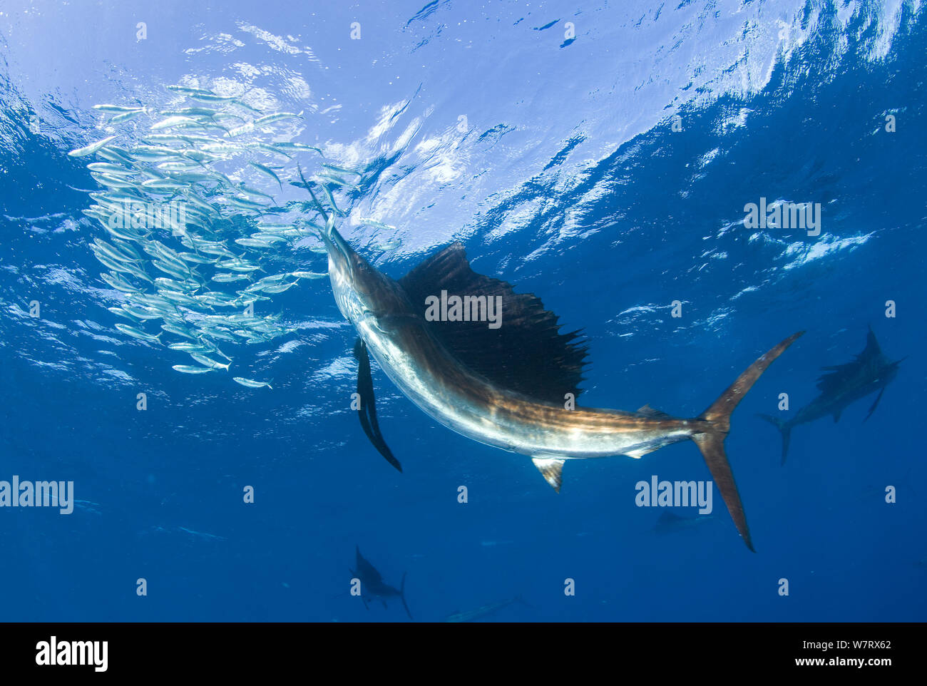 Indo Pacific Sailfish (Istiophorus platypterus) alimentazione di sardine, Isla Mujeres, Messico. Foto Stock