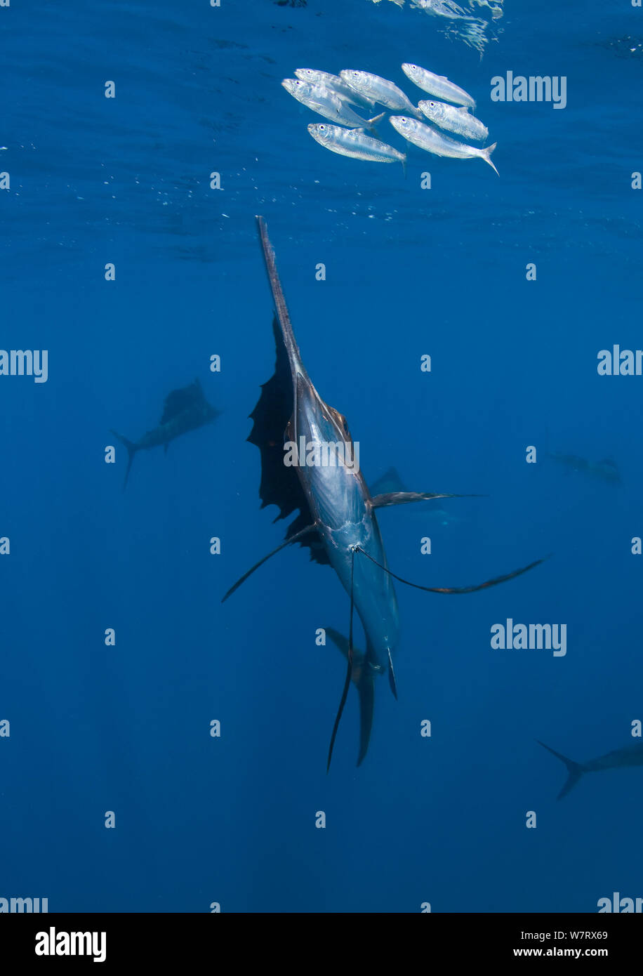 Indo Pacific Sailfish (Istiophorus platypterus) alimentazione di sardine, Isla Mujeres, Messico. Foto Stock